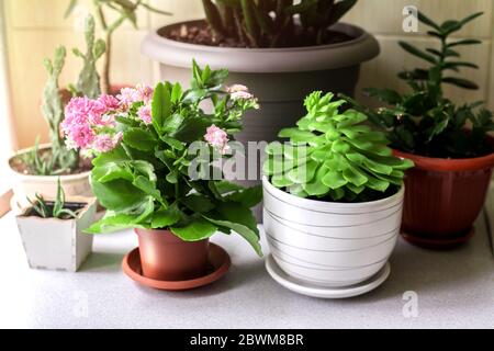 Küche Holzregale für Heimpflanzen gegen beige Wand. Stockfoto