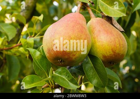 Erntezeit im Obstgarten. Nahaufnahme von zwei Birnenbäumen auf einem Baum. Stockfoto