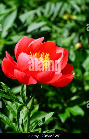 Coral Magic orange rosa Pfingstrose Blüte Stockfoto