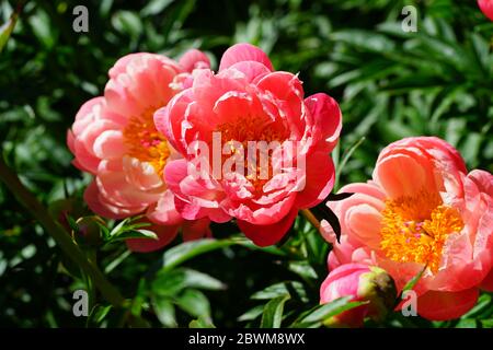 Korallen Charme orange rosa Pfingstrose Blume in Blüte Stockfoto