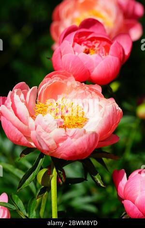 Korallen Charme orange rosa Pfingstrose Blume in Blüte Stockfoto