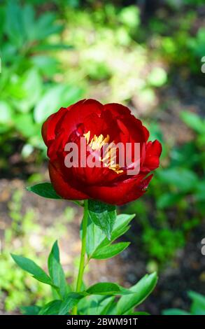 Buckeye Belle dunkelrote Pfingstrose mit gelben Anthern in der Blüte Stockfoto