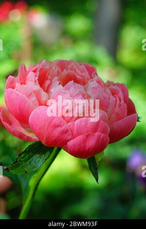 Coral Magic orange rosa Pfingstrose Blüte Stockfoto