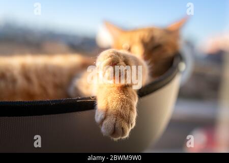 Nahaufnahme der Pfoten einer Katze, die auf einem Bett im Fenster schläft Stockfoto