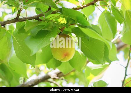 Unreife grüne Aprikose auf einem Ast. Ökologischer Landbau. Stockfoto