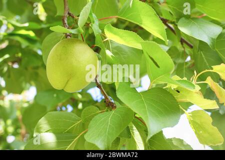 Unreife grüne Aprikose auf einem Ast. Ökologischer Landbau. Stockfoto