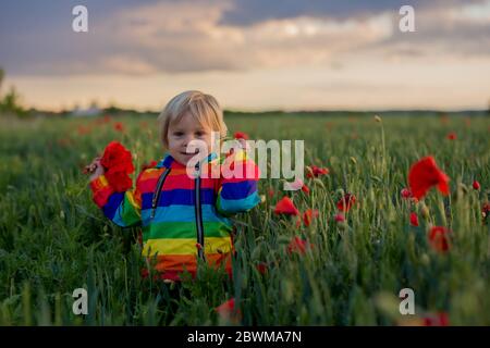 Süßes Kind, blonde Junge, spielen in Mohnfeld an einem teilweise bewölkten Tag, dramatischen Himmel, genießen frischen Frühlingsabend Stockfoto