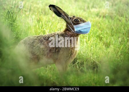 Osterhasen trägt eine Coronavirus Gesichtsmaske, um Infektionen während der Feiertage, Gesundheitskonzept, Kopierraum zu vermeiden Stockfoto