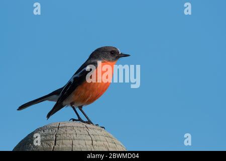Flame Robin männlich. Stockfoto