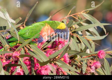 Nektar-Fütterung von Rainbow Lorikeet. Stockfoto