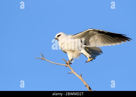 Stunt Kite Stockfoto