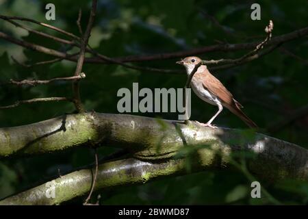 nachtigall (Luscinia megarhynchos) mit einem Insekt im Schnabel, kleiner Drossel Singvogel Nachtigall sitzt auf einem Ast im Unterholz, Kopie s Stockfoto