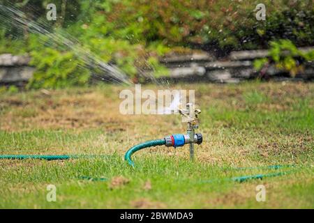 Grüner Schlauch Fütterung Metall Impulse rotierenden Gartenregner Jetting Wasser auf Rasen und Sträucher, mit Steinwand und erhöhte Blumenbeete im Hintergrund. Stockfoto