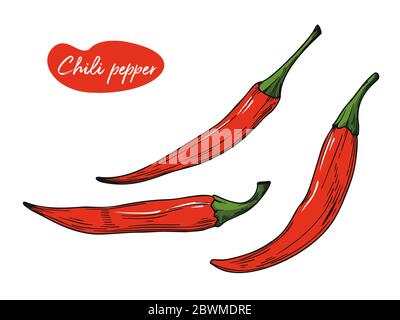 Chilischote auf weißem Hintergrund isoliert. Vektorgrafik im Skizzenstil. Stock Vektor