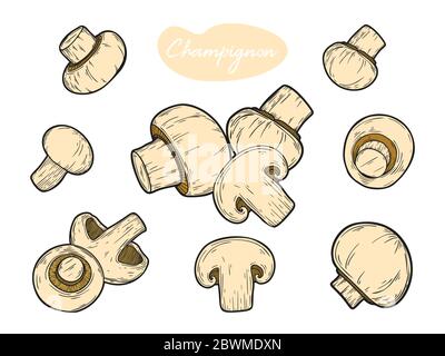 Pilz, Champignon auf weißem Hintergrund. Vector Illustration in Skizze Stil. Stock Vektor