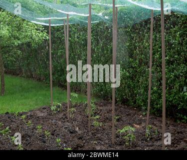 Hagelstein im Schutznetz über den Gemüsepflanzen - die Tomaten und den Pfeffer- im Garten Stockfoto