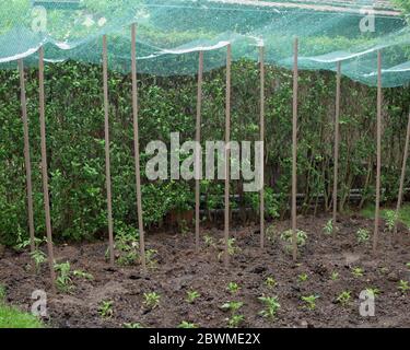 Hagelstein im Schutznetz über den Gemüsepflanzen im Garten Stockfoto