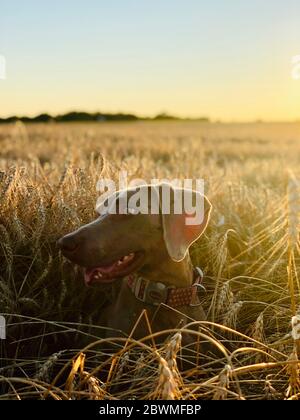 Foto von australian shephard stehend . Stockfoto