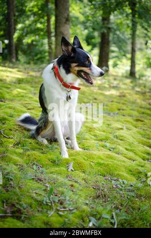 Foto von australian shephard stehend . Stockfoto