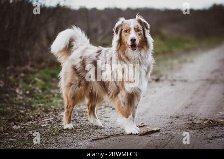 Foto von australian shephard stehend . Stockfoto