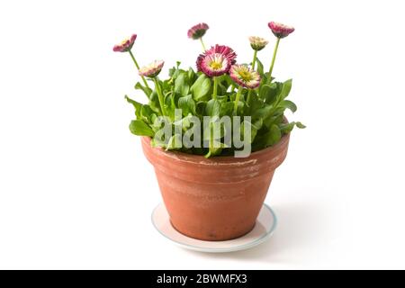 Eingetopfte rosa Gänseblümchen (Bellis perennis) blühen im Frühling in einem Blumentopf, isoliert auf weißem Hintergrund, ausgewählter Fokus Stockfoto