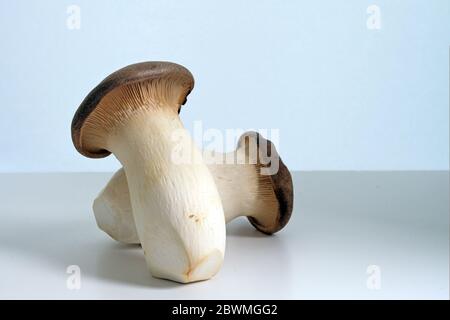 Zwei King Austernpilze, Pleurotus eryngii, auch Trompete royale genannt, auf einem grauen blauen Hintergrund mit Kopierraum, ausgewähltem Fokus, enger Tiefe des Fie Stockfoto