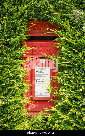 Nahaufnahme des isolierten, britischen Postkastens Royal Mail im Freien, versteckt durch eine überwachsene Hecke leylandii. Rot, er Briefkasten, UK Land. Stockfoto