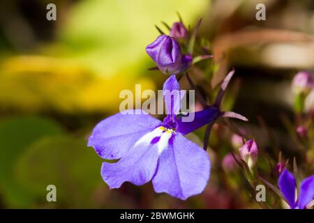 Lobelia erinus Blume Nahaufnahme Stockfoto