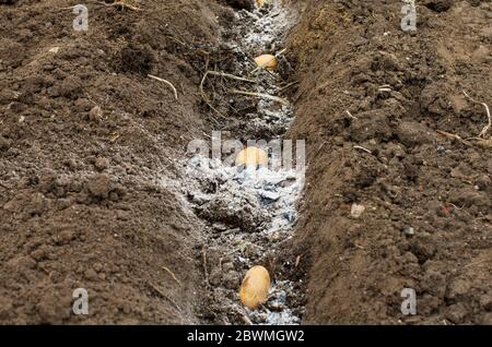 Drei Kartoffeln in befruchteten Boden bereit für die Frühjahrsbepflanzung auf einem Bauernhof Grundstück Stockfoto