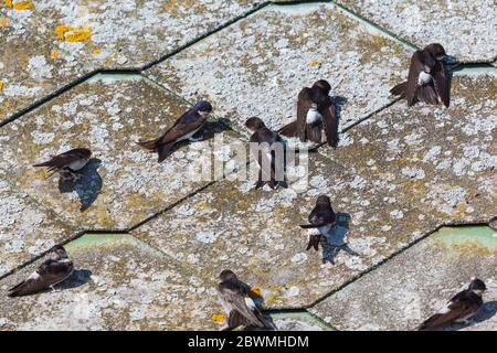 Mehlschwalben auf dem Dach sitzt Stockfoto