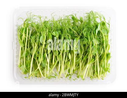 Mikrogreens der Erbsen in Behälter auf weißem Hintergrund isoliert, Draufsicht. Stockfoto