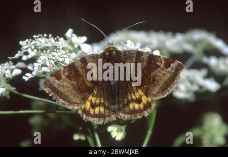 Lepidoptera, Moth, Euclidia (Euclidia) glyphica L., Burnet Companion Moth, Zemen Schlucht, Kyustendil Region, Bulgarien Stockfoto