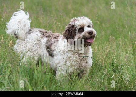 Australischer Labradoodle, Chocolate Parti, 9 Monate alt, männlich, UK. Stockfoto