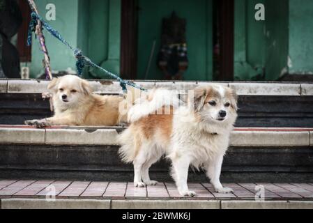 Niedliche kleine Hunde auf den Straßen von Ubud, Bali, Indonesien Nahaufnahme Stockfoto