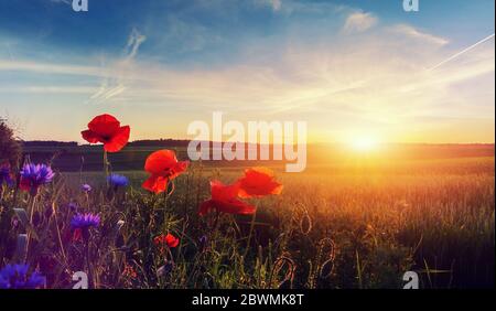 Wunderschöne Landschaft bei Sonnenaufgang. Blühende rote Mohnblumen auf dem Feld gegen die Sonne, blauer Himmel. Wilde Blumen im Frühling. Wunderschöne Naturlandschaft Stockfoto