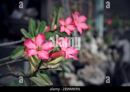 Schöne rosa Adenium Blumen auf verschwommen grünen Blättern Hintergrund Nahaufnahme. Adenium obesum wird als Zimmerpflanze in gemäßigten Regionen angebaut. Stockfoto
