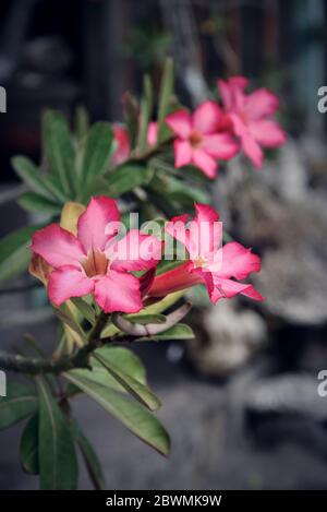 Schöne rosa Adenium Blumen auf verschwommen grünen Blättern Hintergrund Nahaufnahme. Adenium obesum wird als Zimmerpflanze in gemäßigten Regionen angebaut. Stockfoto