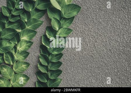 Nahaufnahme einer wunderschönen tropischen balinesischen grünen Kriechpflanze auf einer grauen Zementwand Stockfoto