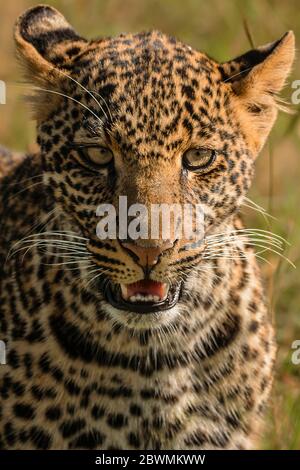 Liebenswert Leopard Jungtier Porträt, Maasai Mara, Kenia Stockfoto