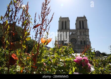 Paris, 2. Juni. April 2019. Blumen sind vor der Kathedrale Notre-Dame in Paris, Frankreich, 2. Juni 2020 zu sehen. Das Parvis Notre-Dame wurde nach mehr als einjähriger Schließung aufgrund des Großbrandes am 15. April 2019 ab Mai 31 wieder für die Öffentlichkeit zugänglich gemacht. Kredit: Gao Jing/Xinhua/Alamy Live News Stockfoto