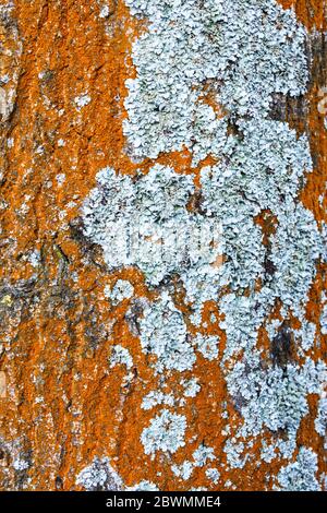 Nahaufnahme des Stammes einer Eiche, die mit Orangenalgen und grau-grünen Flechten bedeckt ist Stockfoto