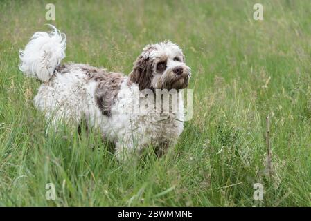 Australischer Labradoodle, Chocolate Parti, 9 Monate alt, männlich, UK. Stockfoto