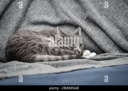 Graue Katze schläft auf dem Sofa zu Hause Nahaufnahme Stockfoto