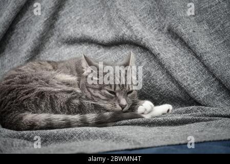 Graue Katze schläft auf dem Sofa zu Hause Nahaufnahme Stockfoto