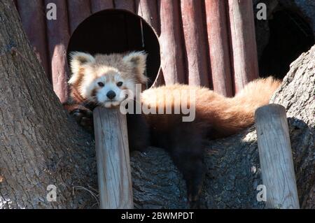 Red Panda, Firefox oder kleiner Panda (Ailurus fulgens) ruht in einem Baum. zoo Stockfoto