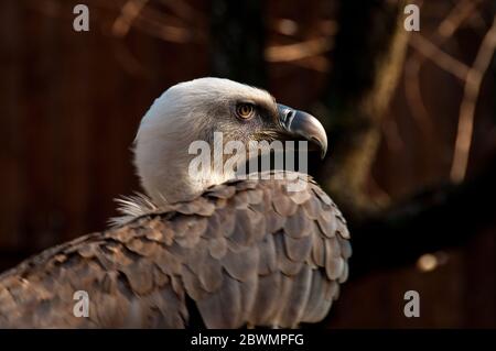 Griffon Geier Porträt. Gänsegeier Auge. Gänsegeier Kopf. Griffon Geier gyps Profil. zoo Stockfoto