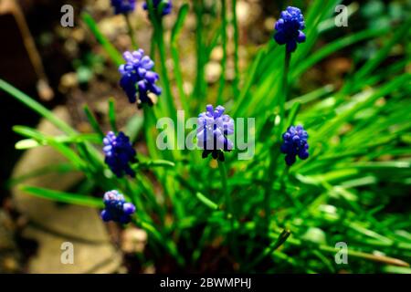 GESCHLOSSENE GLOCKENBLUMEN Stockfoto