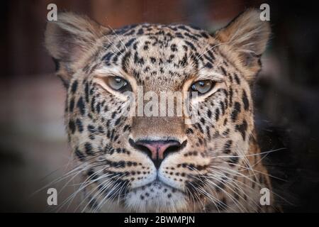 Fernöstlicher Leopard in Gefangenschaft. Ein schöner ausgewachsener fernöstlicher Leopard ist in einem Käfig. zoo Stockfoto