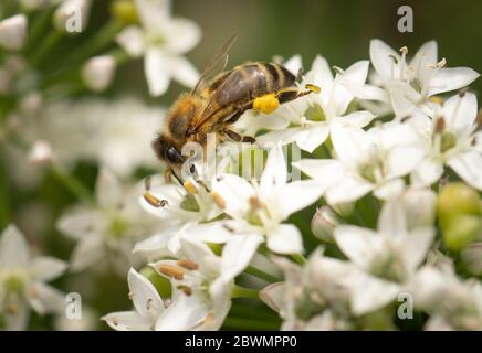 Biene auf einer Blume im Frühling Stockfoto