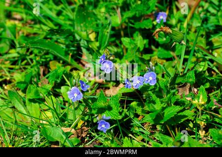 GRÜNE ALKANETTE. (PENTAGLOTTIS SEMPERVIRENS) Stockfoto
